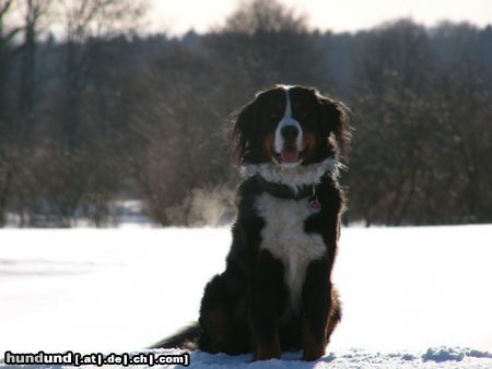 Berner Sennenhund Eddi 