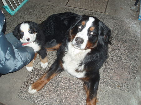 Berner Sennenhund Asco und Zeus