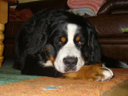 Berner Sennenhund Silvesternachwehen