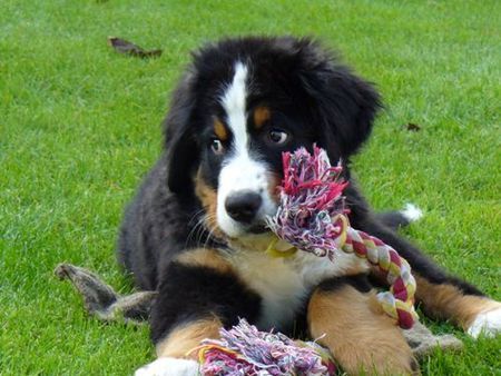 Berner Sennenhund Connor-Jamie.......13 Wochen alt