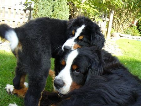 Berner Sennenhund Connor-Jamie und Max