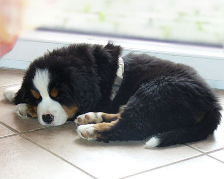 Berner Sennenhund GoldDust