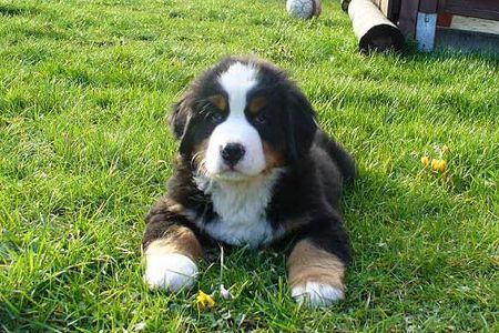 Berner Sennenhund GoldDust 