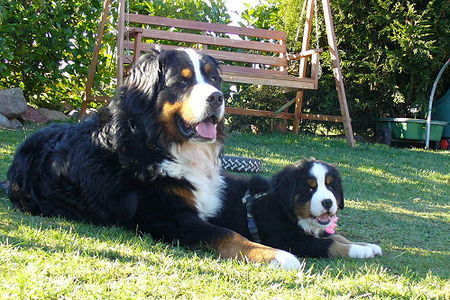 Berner Sennenhund GoldDust