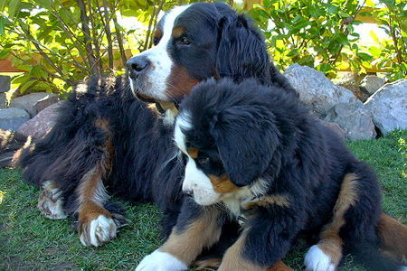 Berner Sennenhund GoldDust