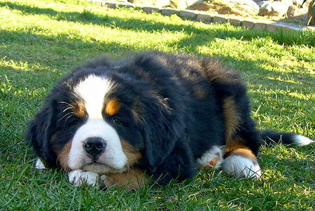 Berner Sennenhund GoldDust 