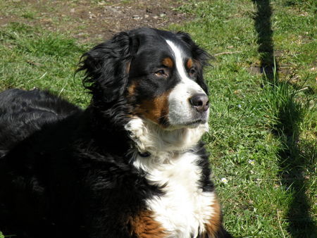 Berner Sennenhund Romeo von Orsanka