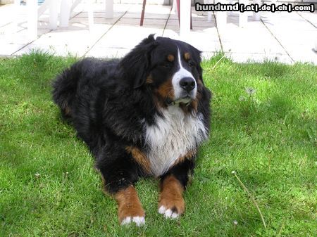 Berner Sennenhund Wir werden Dich nicht vergessen !