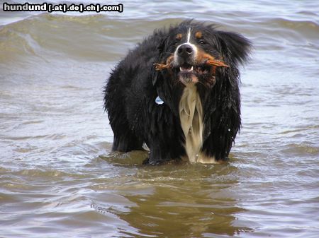 Berner Sennenhund Ben durfte nur 2 Jahre alt werden