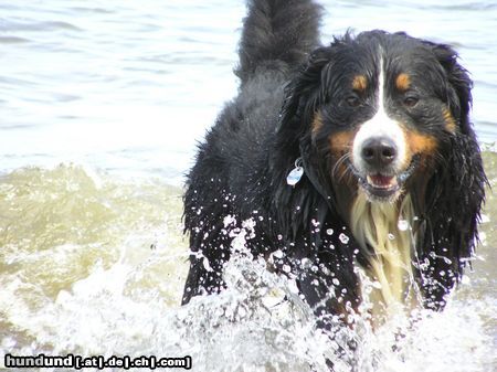 Berner Sennenhund Ben mußte uns verlassen