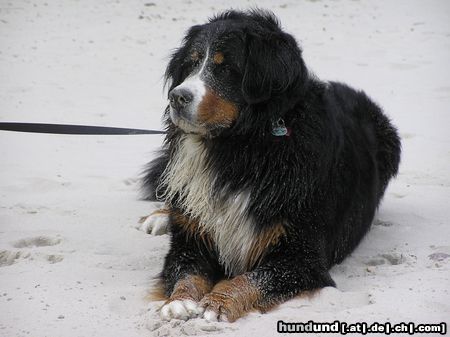 Berner Sennenhund In Gedenken an Ben