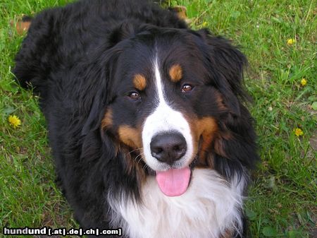 Berner Sennenhund Ben mußte über die Regenbogenbrücke