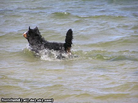 Berner Sennenhund Ben - Er liebte das Wasser