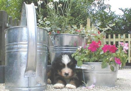 Berner Sennenhund