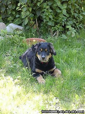 Berner Sennenhund Bella 11 Wochen