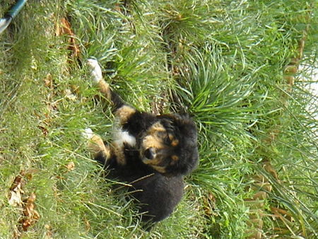 Berner Sennenhund unser SAM !