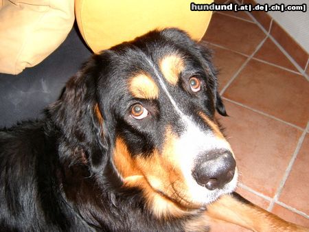 Berner Sennenhund Adonis - unser Held!!