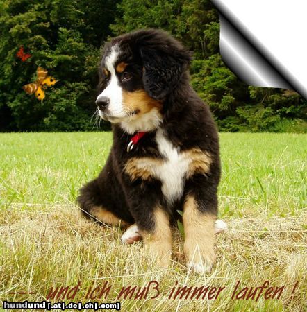 Berner Sennenhund Pauline im  Alter von 10 Wochen