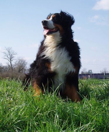 Berner Sennenhund Windig heute ......