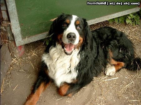 Berner Sennenhund Joschi mit 11 jahren