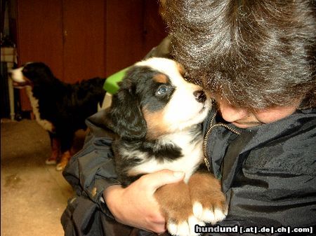 Berner Sennenhund Holst Du mich auch wirklich ab?Henry 5W.