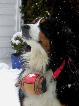 Berner Sennenhund Was ein Bernhardiner kann - kann ich auch...