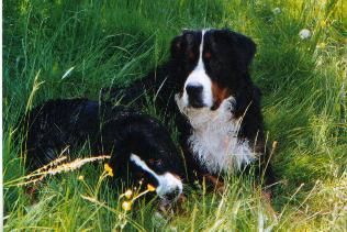 Berner Sennenhund Otto mit seinem kleinen Bruder Rolf