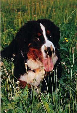 Berner Sennenhund Rolf im Urlaub