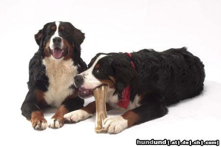 Berner Sennenhund Sally und Igor vom Scharrhof