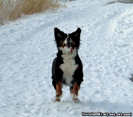 Berner Sennenhund Sally in ihrem Element...