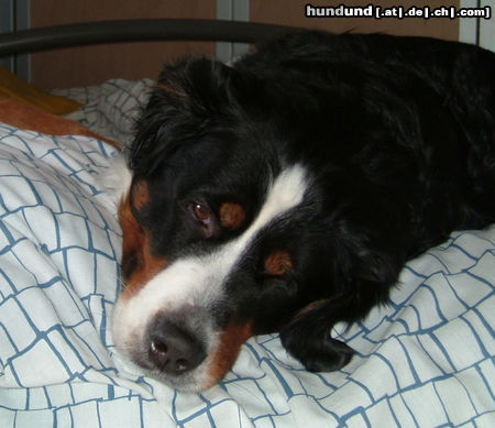 Berner Sennenhund Sally dort, wo sie eigentlich nicht rein darf...