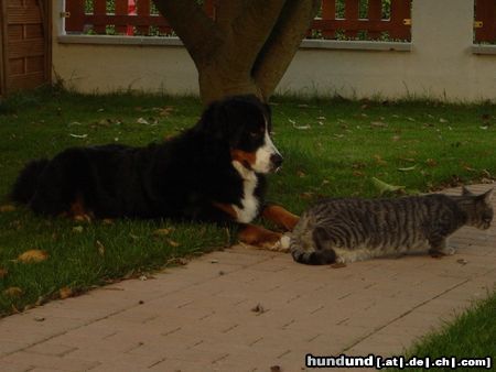 Berner Sennenhund Jäger 