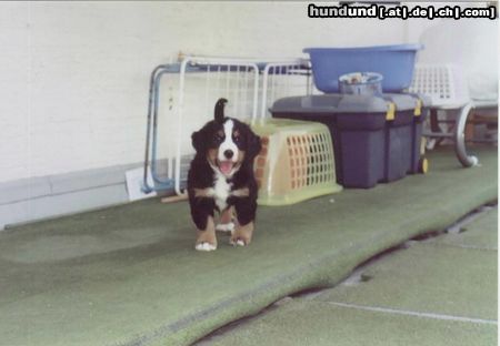 Berner Sennenhund Sheila mit 8 Wochen