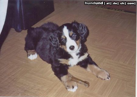 Berner Sennenhund Sheila mit 8 Wochen