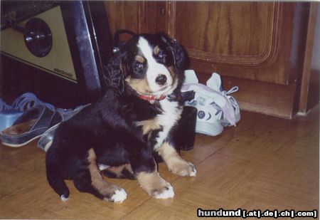 Berner Sennenhund Sheila mit 8 Wochen