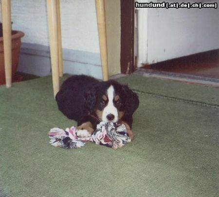 Berner Sennenhund Sheila mit 8 Wochen