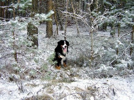 Berner Sennenhund Viel Schnee und ...  ich (Henry)