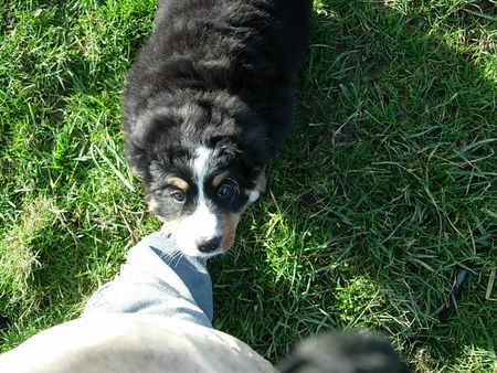 Berner Sennenhund Nimmst Du mich auf den Arm ?