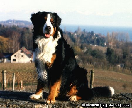 Berner Sennenhund Theo in Hagnau