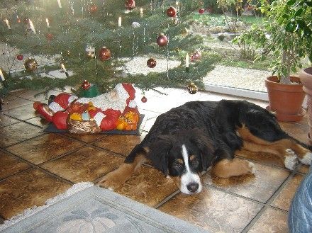 Berner Sennenhund Bolle 6 monate