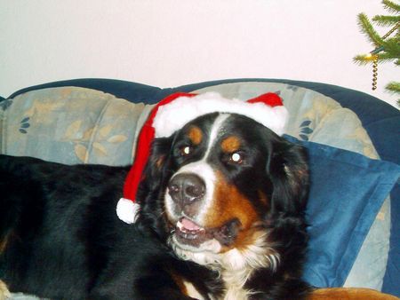 Berner Sennenhund Ja, ist denn schon Weihnachten?