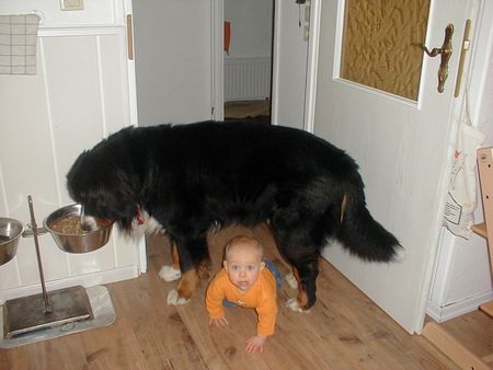 Berner Sennenhund Werner und Shirley Charmaine