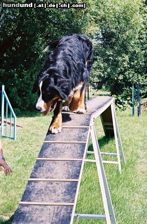 Berner Sennenhund Quinius von Wiesmadern am Agilty-Laufsteg