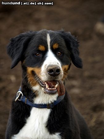 Berner Sennenhund Mein kleines Schweinchen