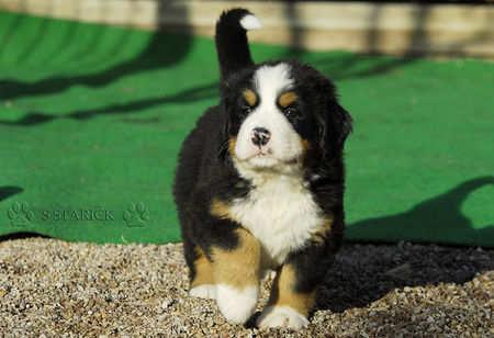 Berner Sennenhund I´m the king