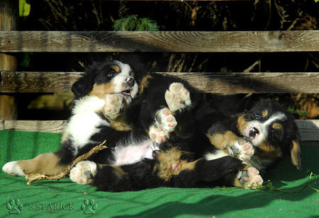 Berner Sennenhund Pfotensalat ;-)