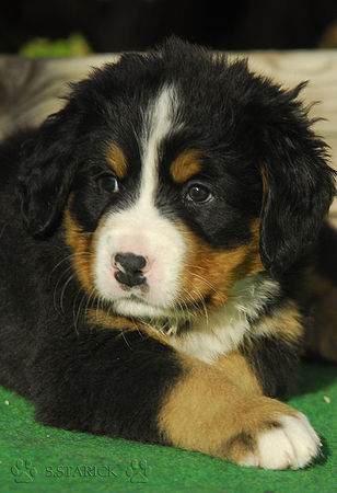 Berner Sennenhund Knuffig