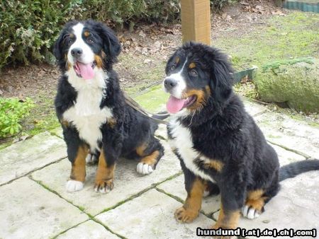 Berner Sennenhund Abbeygail en Amalia-babs from channel sight