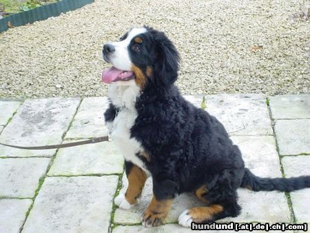 Berner Sennenhund Abbeygail from channel sight