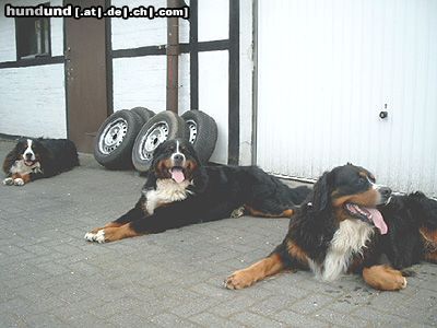 Berner Sennenhund Unsere 3 Rüden Max(4), Toni(2) und Potterjoe(2)